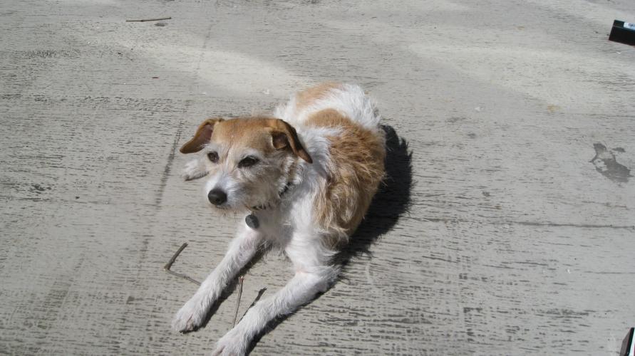 Maisie his favorite dog