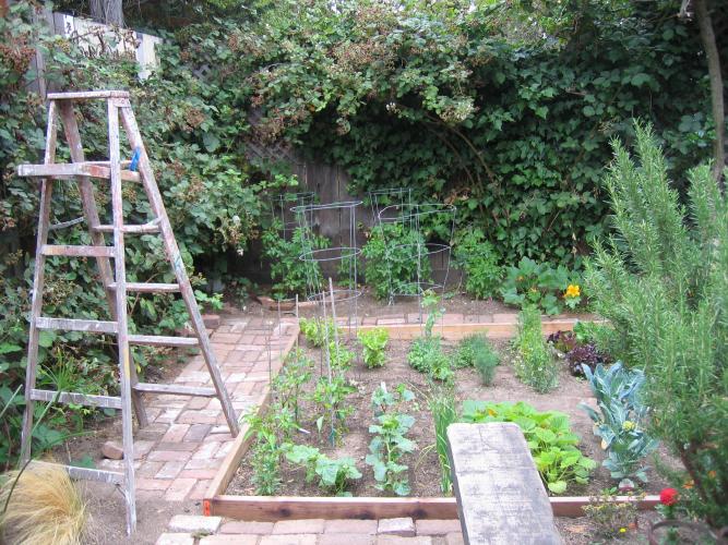 The garden